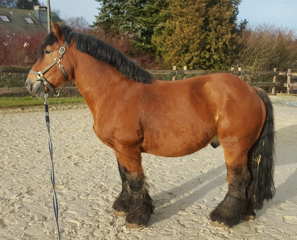 Ardenner-horse