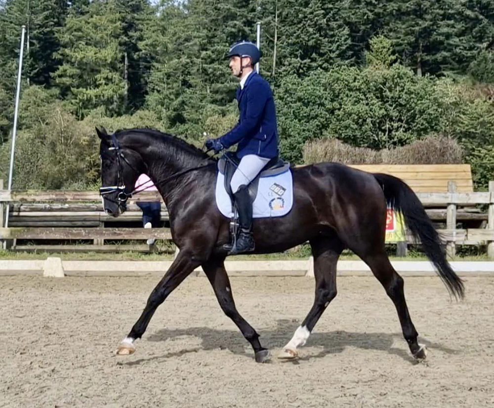 Belgian-warmblood-horse