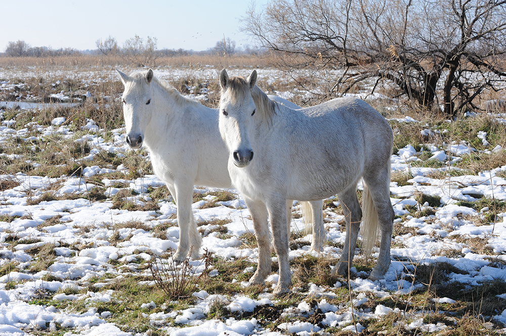 Camargue-©IFCE-AlainLAURIOUX