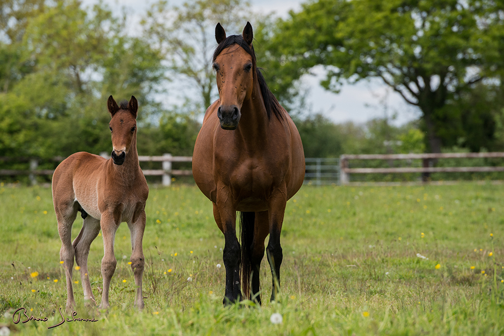 TrotteurFrancais-©IFCE-BrunoJEHANNE